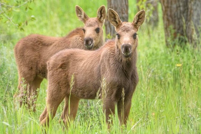 From Jackson Hole: Yellowstone Old Faithful, Waterfalls and Wildlife Day Tour - The Transportation and Group Size