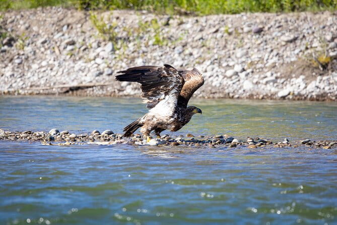 Scenic Wildlife Float in Jackson Hole - The Itinerary: What to Expect