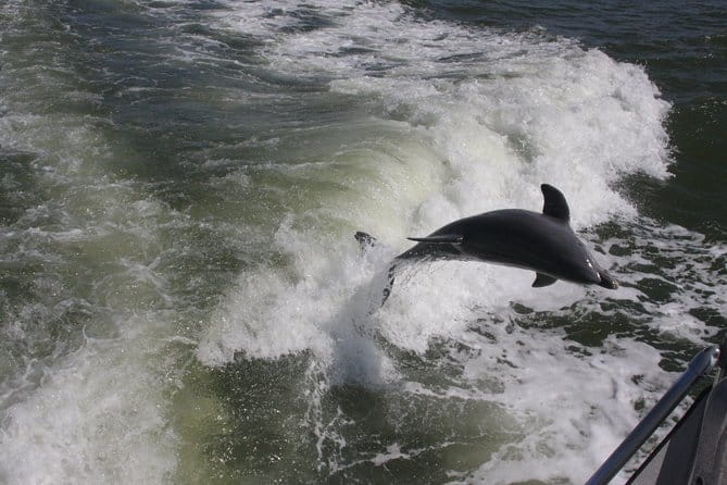 Everglades Day Safari from Fort Myers/Naples Area - The Experience from Traveler Reviews