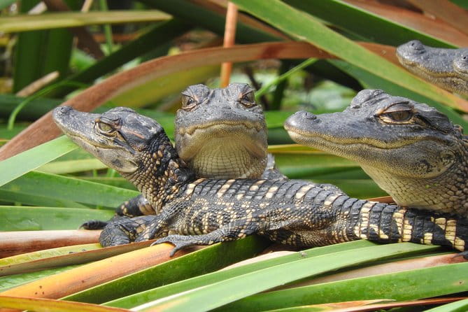 Everglades Day Safari from Fort Myers/Naples Area - FAQs