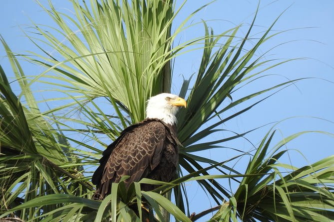 Everglades Day Safari from Fort Myers/Naples Area - Practical Considerations