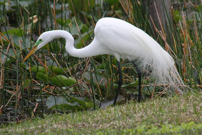 Everglades Day Safari from Fort Myers/Naples Area - Who Will Love This Tour?
