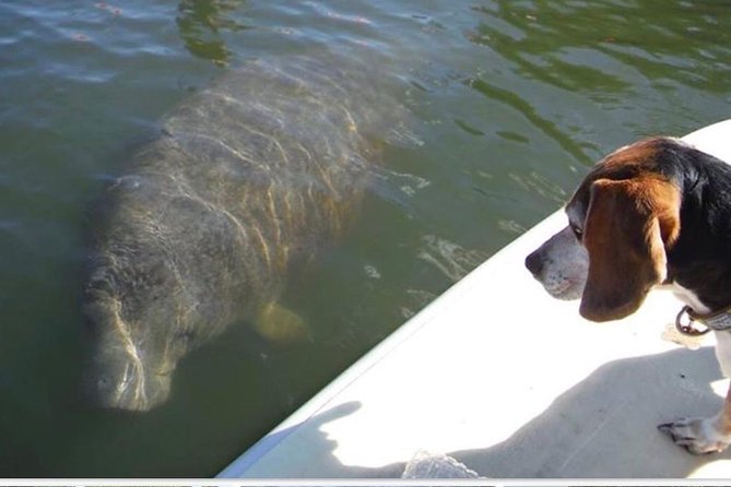 Lovers Key Guided Eco Tour-Mangrove Estuary - An In-Depth Look at the Lovers Key Eco Tour