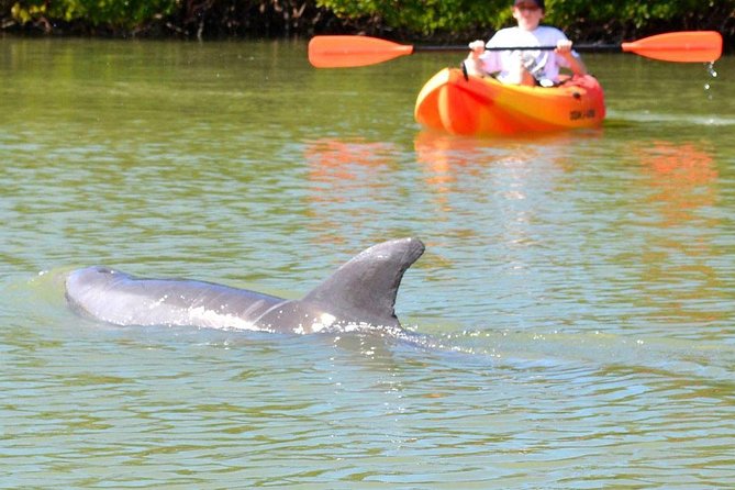 Lovers Key Guided Eco Tour-Mangrove Estuary - Frequently Asked Questions (FAQs)