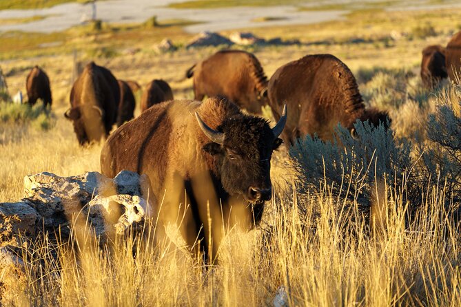 Great Salt Lake Wildlife Experience - Key Points