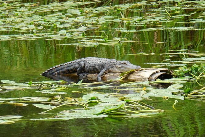 Waccamaw River Nature and Wildlife Tour - Who Will Love This Tour?