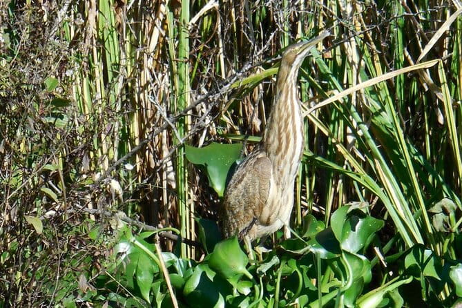 Waccamaw River Nature and Wildlife Tour - In The Sum Up