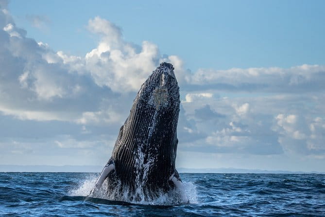 Monterey Bay Whale Watching - The Value of the Tour