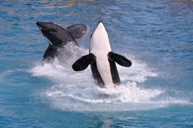Monterey Bay Whale Watching - FAQ