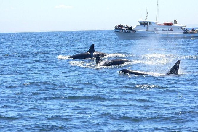 Whale Watching Tour - Final Thoughts