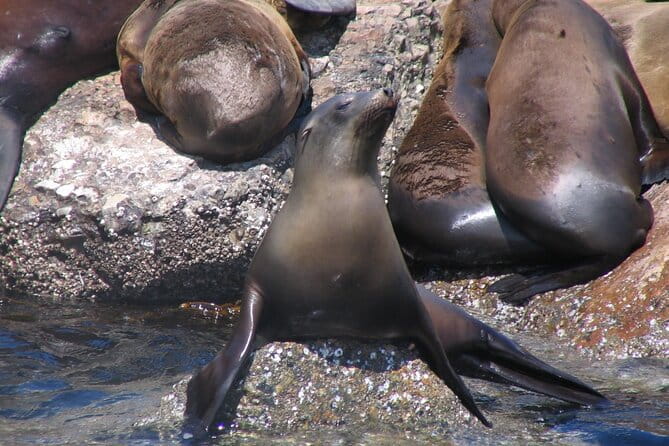Monterey Whale Watching Tour - FAQ