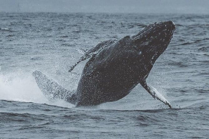3-Hour Whale Watching Tour from Monterey - Frequently Asked Questions