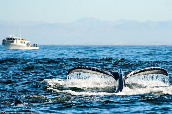 Afternoon Whale Watch - The Value and Practical Tips