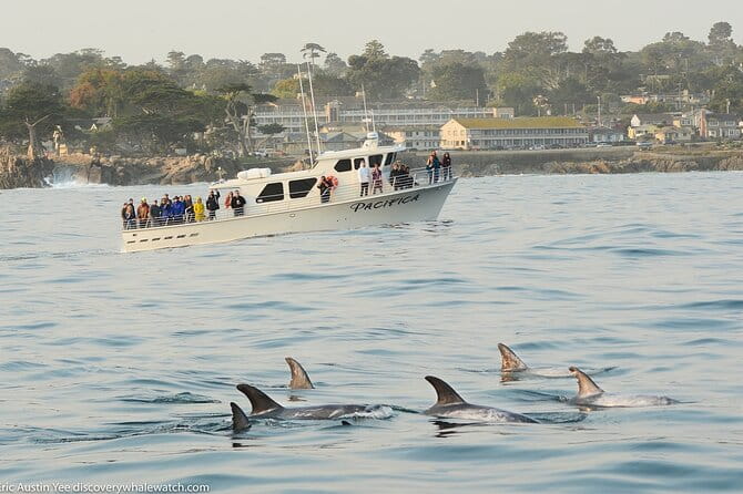 Afternoon Whale Watch - FAQs