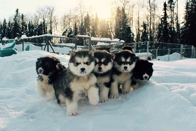 Dog Sled Adventure - Practical Details