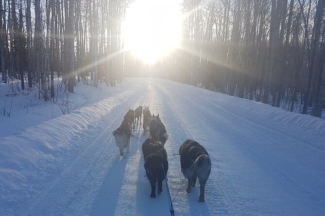 Dog Sled Adventure - FAQ