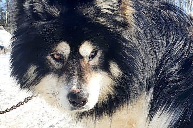 Dog Sled Adventure - Who Should Consider This Tour?