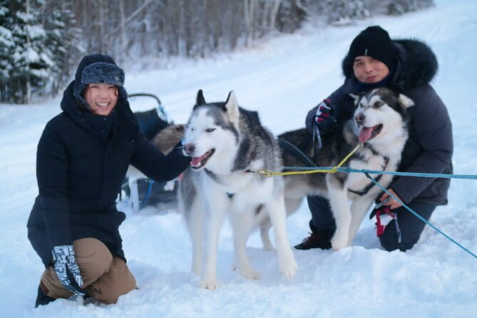 Free Pickup/Drop off: Alaskan Husky Dog Sledding with Free Photo - Who Will Love This Experience?