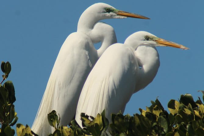 Small Group Boat, Kayak and Walking Guided Eco Tour in Everglades National Park - FAQs