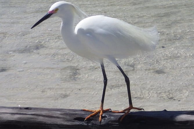 Small Group Boat, Kayak and Walking Guided Eco Tour in Everglades National Park - Evaluating the Value