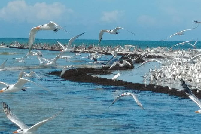 Two-Hour Everglades National Park Dolphin, Birding and Wildlife Boat Tour - An In-Depth Look at the Tour Experience