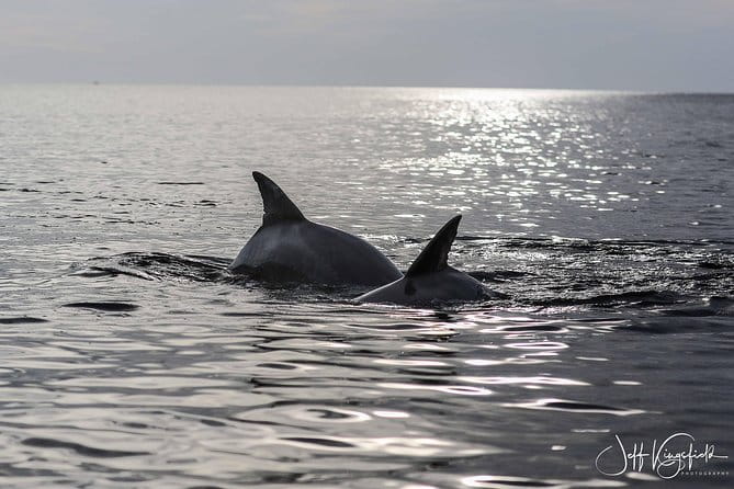 Two-Hour Everglades National Park Dolphin, Birding and Wildlife Boat Tour - FAQs