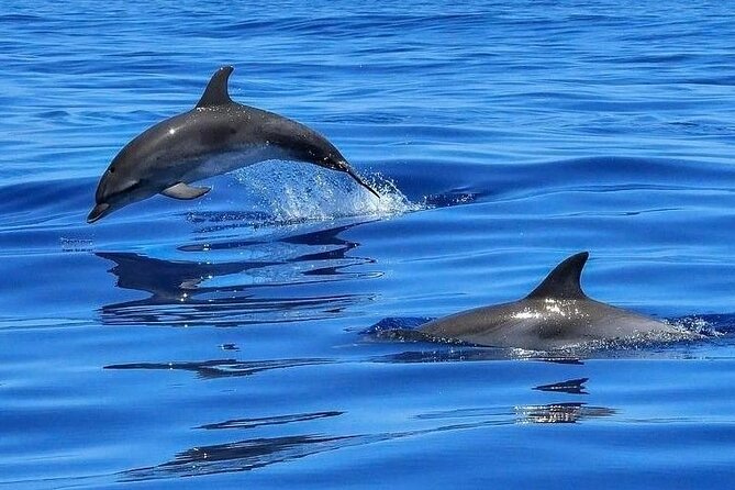 Dolphin Shelling Snorkeling Cruise in Tampa - Exploring the Itinerary: What You Can Expect