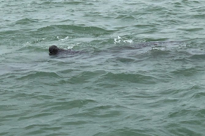 Dolphin Shelling Snorkeling Cruise in Tampa - The Experience of Wildlife Watching