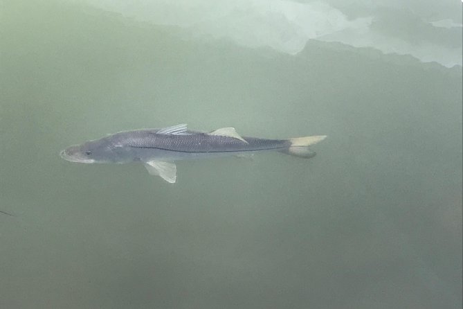 Dolphin Shelling Snorkeling Cruise in Tampa - Why Price Is a Good Deal