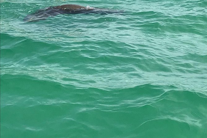 Dolphin Shelling Snorkeling Cruise in Tampa - FAQs