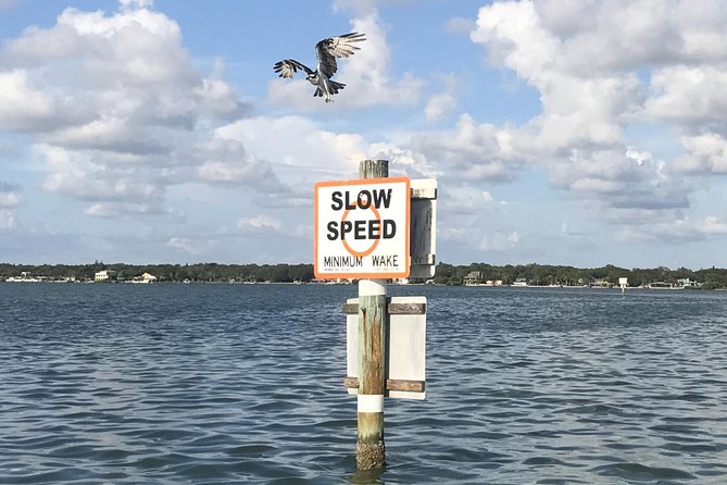Dolphin Shelling Snorkeling Cruise in Tampa - The Sum Up: Is It Worth It?