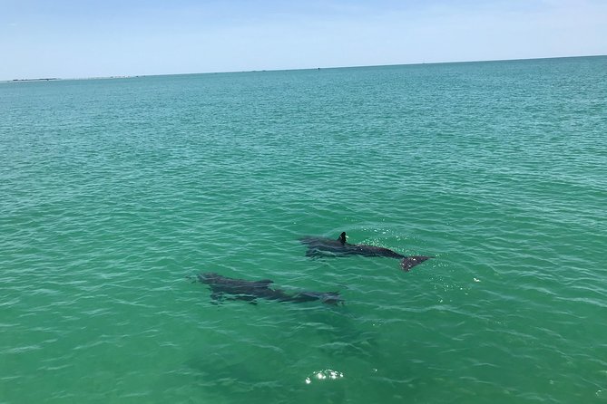 Dolphin Shelling Snorkeling Cruise in Tampa - Who Will Love This Tour?