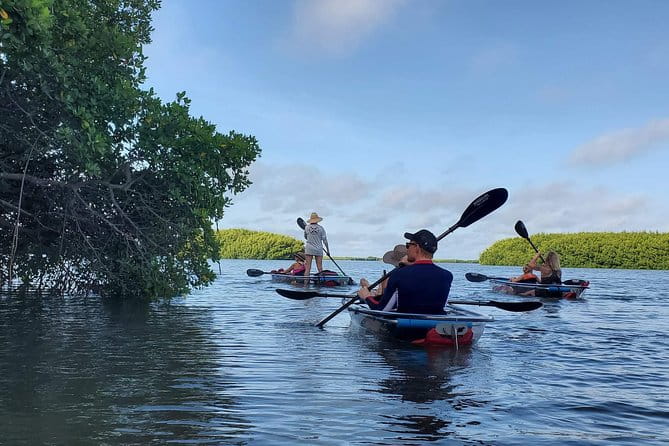 Clear Kayak Tour of Shell Key Preserve and Tampa Bay Area - The Value of This Experience