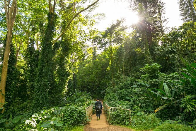 Manoa Waterfall Hike From Waikiki With Healthy Lunch Included - The Value and Who It’s Best For