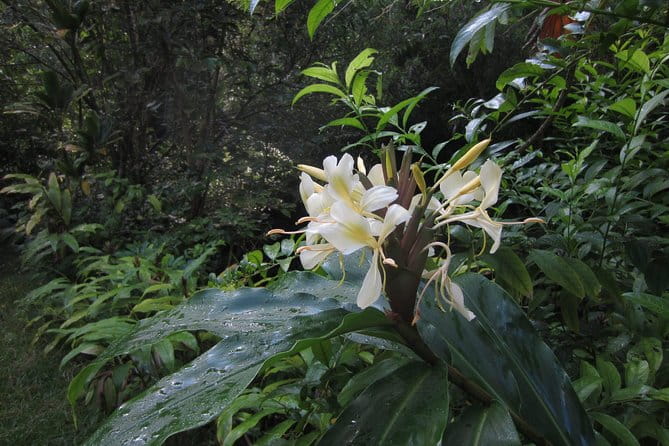 Custom Island Tour - for 4 to 5 people - up to 8 hours - Private tour of Oahu - How Does It Compare to Other Tours?
