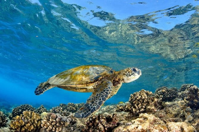 Oahu Circle Island: Snorkel with Turtles & Explore in Small Group - FAQ