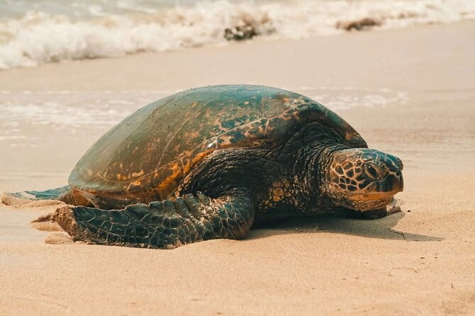 Small Group North Shore Circle Island Tour Oahu - The Experience of Transportation and Group Size