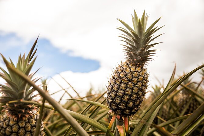 Real Hawaii Circle Island Tour - The Practical Side: What to Expect