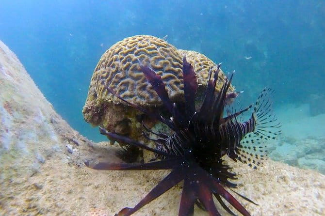 Beginner Scuba Diving Adventure with Videos in Honolulu - Authentic Experiences and Authentic Reviews
