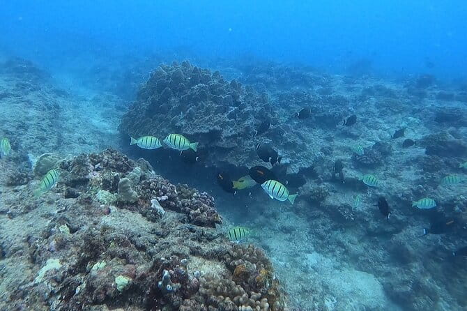 Guided Snorkel Tour for Beginners in Honolulu - Group Size and Atmosphere