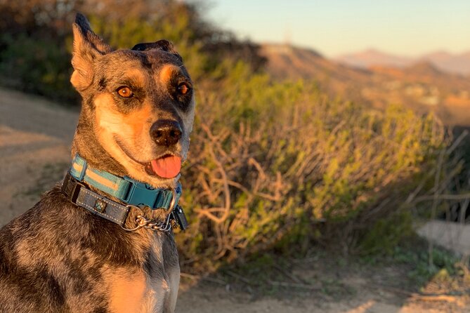 Hollywood: Walking and Hiking Sunset Tour with LA Views - Authentic Stories and Guide Highlights