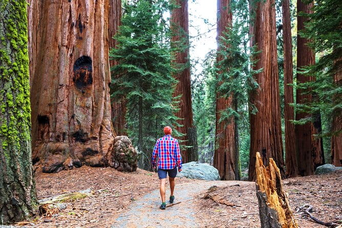 Muir Woods and Sausalito Half Day Tour - Practical Tips for Making the Most of Your Tour