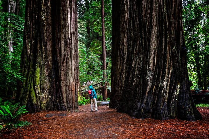 Small-Group Giant Redwoods and Russian River Wine Country Trip - Final Thoughts