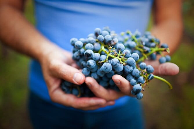 Small-Group Giant Redwoods and Russian River Wine Country Trip - FAQ: Your Questions Answered