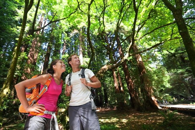 Big Bus San Francisco: Guided Muir Woods Tour - The Experience from the Traveler’s Perspective