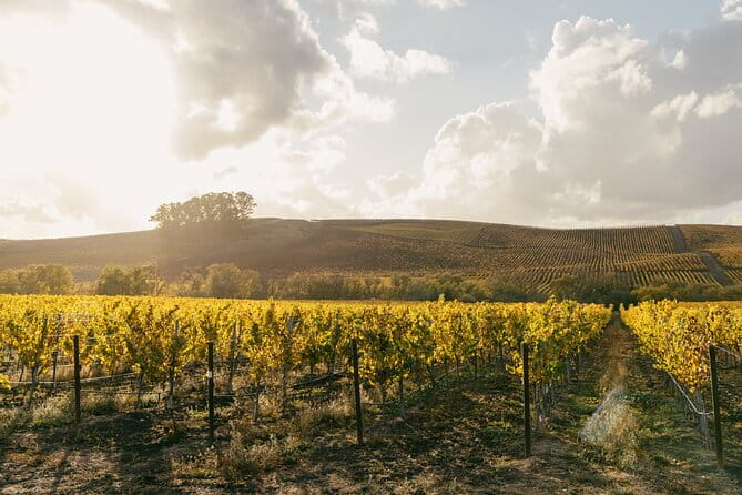 Small Group: Ultimate Napa & Sonoma Wine Tour from San Francisco - What Travelers Are Saying