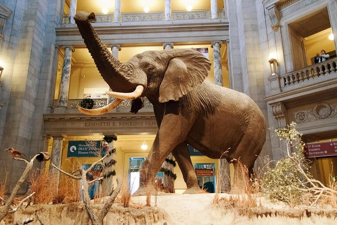 Smithsonian Museum of Natural History - Exclusive Guided Tour - Who Should Consider This Tour?