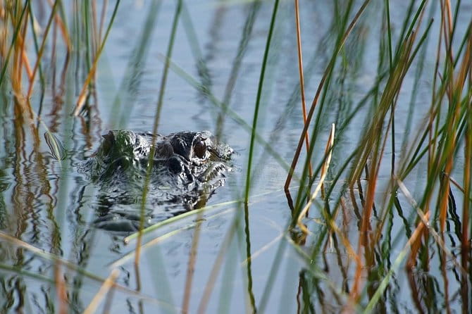 Private Tour: Florida Everglades Airboat Ride and Wildlife Adventure - Why This Tour Is Worth It