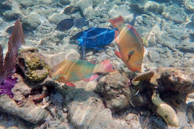 Private Looe Key Snorkel from Big Pine Key - The Sum Up