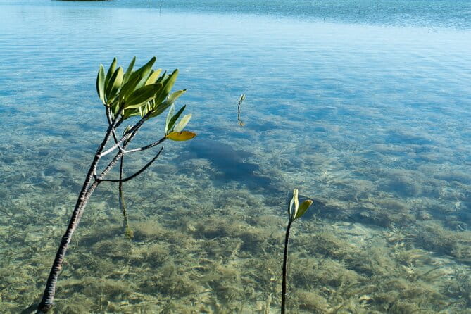 Guided Clear Kayak Eco-Tour Near Key West - Who Should Consider This Tour?